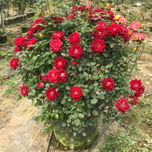 选择合适的季节和苗情