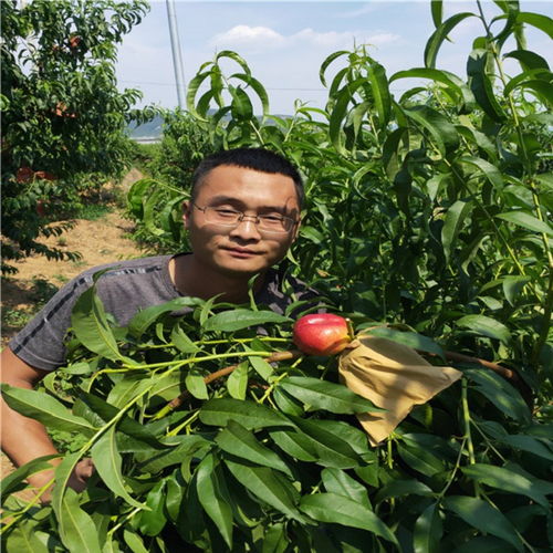 施肥秘籍，让发财树苗喝足营养