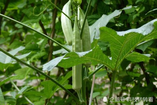 秋葵：营养丰富的“绿色宝石”