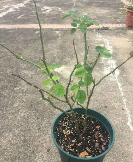 月季花后修剪，保留核心枝条