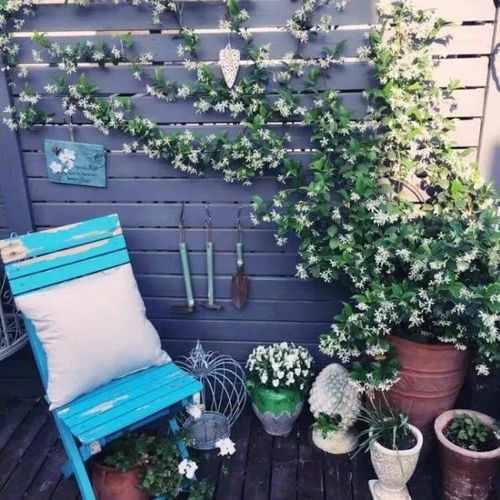 风车茉莉庭院种植佳选