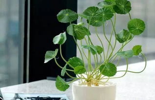 水培花卉的养护乐趣