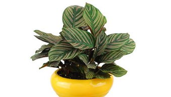 夏季浇水的那些事儿