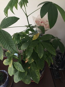 发财树叶子发黄是缺什么营养？如何正确浇水施肥