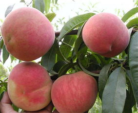 桃树缺铁的原因