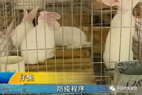 种獭兔和仔兔饲养管理，关注繁殖与成长过程