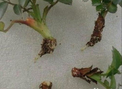 月季腋芽多，如何巧妙拆分一芽为双