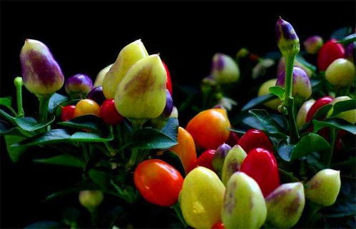 五彩椒色彩丰富，种植简单