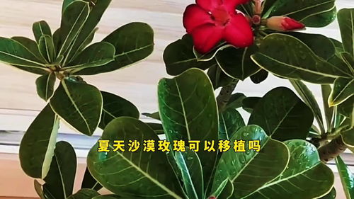 夏天玫瑰花生长状态解析