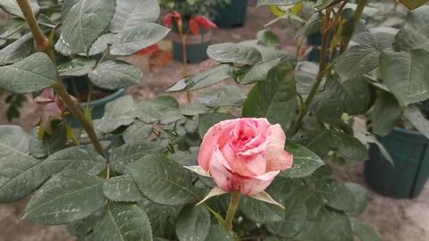 花香的诱惑：荔枝味的甜蜜舞曲