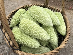 南澳县白珠苦瓜因其独特口感和营养价值