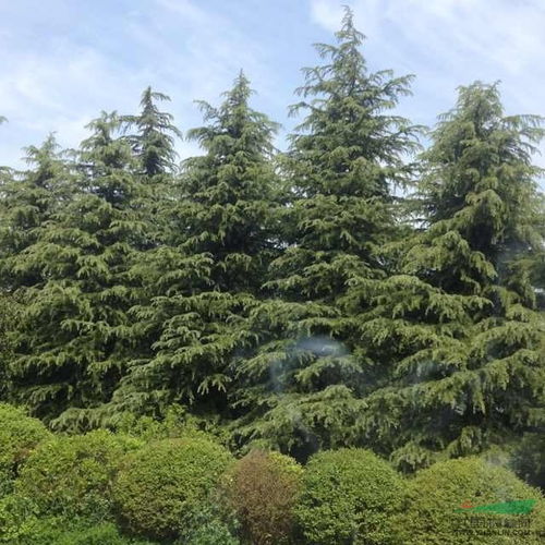 种子处理效果对比