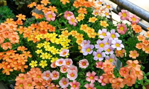 夏日花园，花开不断