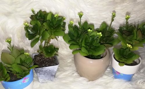 如何培育天堂鸟花？掌握关键因素，让花朵绽放！