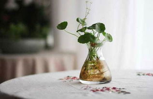 薰衣草：香气持久， 心情愉悦