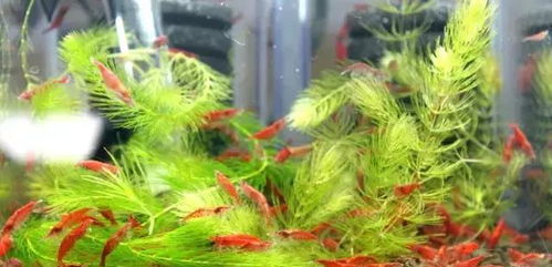 茶花女， 美丽与实用的完美结合