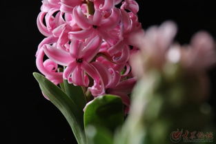 圣诞节送风信子：温暖与祝福的交汇