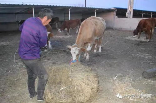 养牛大户尝试养蚯蚓，探索新型生态养殖模式