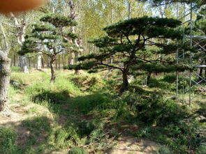 松树的绿化价值——那些年的美好回忆