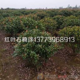 花朵和果实：红叶石楠和冬青的美丽展现