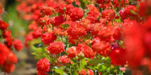 勋章菊：阳台上的一抹灿烂