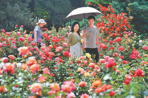 藤本月季花， 美丽绽放