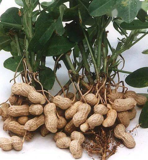 不同药剂的较量