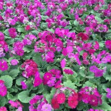 金娃娃萱草花，嫩吃吗？