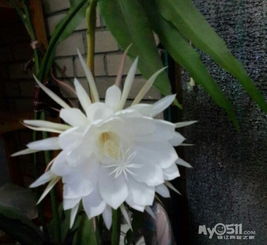 昙花绽放的美丽：短暂而永恒