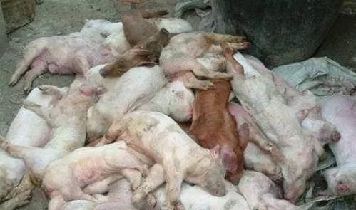 母猪亚健康、泪斑死皮、屡配不孕，是体内毒素堆积过多引起的吗？