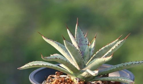 龙舌兰是一种植物，其汁液含有毒素