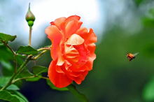 那啥, 就是那啥月季