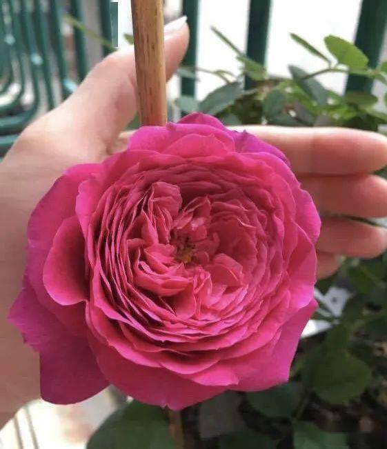 Mini El Paso Forever 的魅力