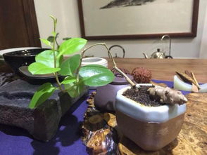 如何根据藤三七的生长习性，科学合理地采用什么方法进行养殖