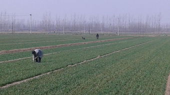 农业种植业有哪些关键技术或品种，适合在北方干旱地区推广种植？