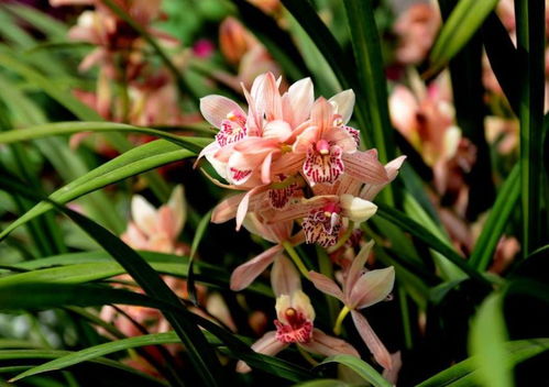 兰花摆放在卧室的神秘位置