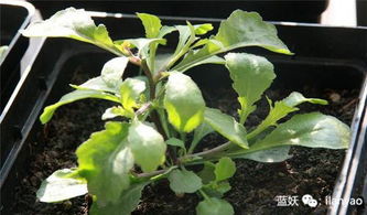 六倍利为何要假植？先拆分再揭秘
