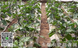 选择合适的杀菌剂， 科学防治