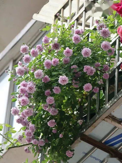 大面积种植，打造花海效果