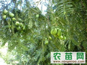 三伏天移栽香榧树， 成活率翻倍的秘密