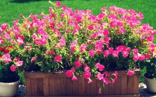 短日照植物与光周期调控