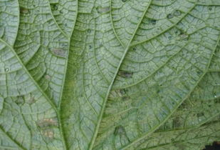 苯醚甲环唑：农作物的守护神