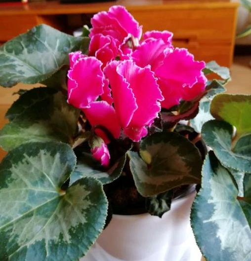 仙客来开完花后怎么打理才嫩让它开花？