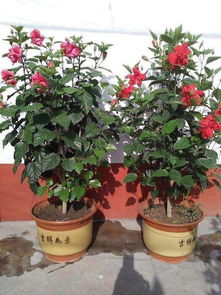 扶桑花：红色的冬日温暖