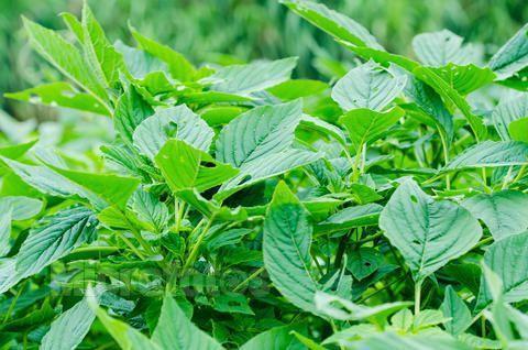 产量高又好储存的“神奇”蔬菜