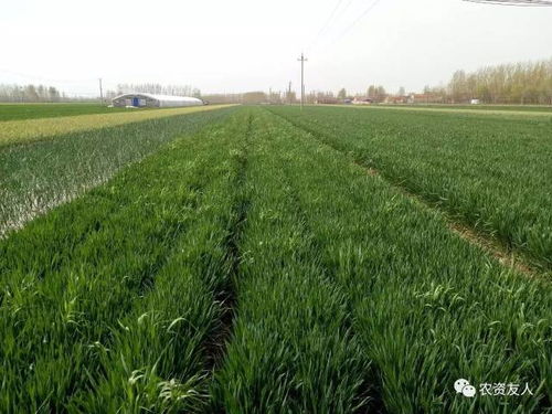 水浇地种植，讲究的是精细管理