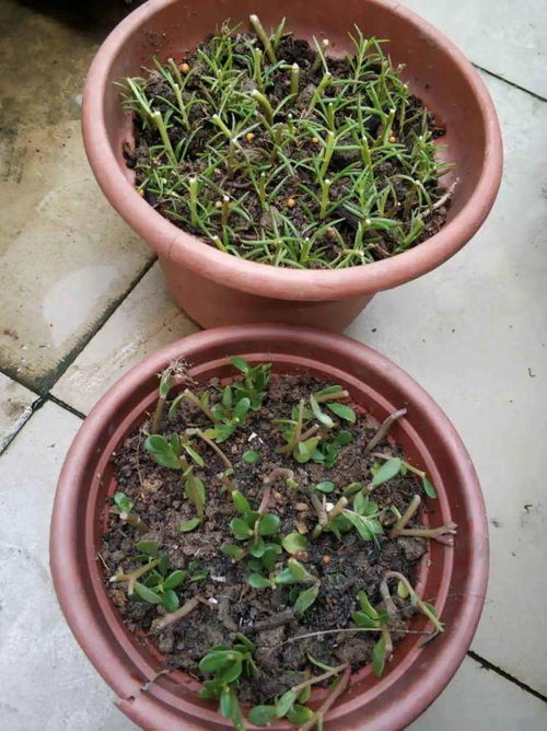 “钱串子侧芽处理技巧，打造爆品花卉秘诀！”