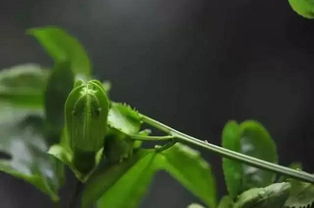 橡树种植前必须浸种吗？