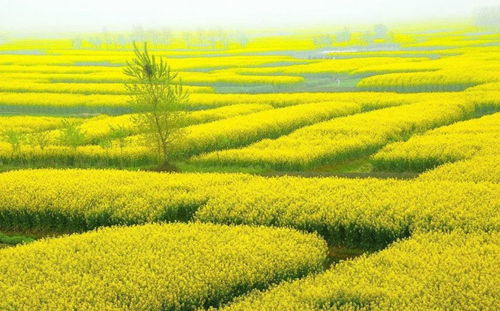 油菜花：双性花，爆款花卉，花界焦点！