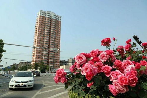 月季花墙， 网红打卡点